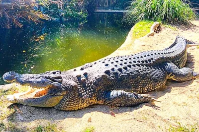 Reserva traslados de ida y vuelta desde cairns a hartley's crocodile adventures. observa cocodrilos, casuarios, koalas y más. incluye recogida en hotel y vehículo con aire acondicionado.