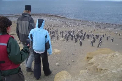 Besuchen sie die magdalena-insel ab punta arenas, um magellan-pinguine und seelöwen zu beobachten. inklusive bootsfahrt, transfers und einer stunde mit den pinguinen.