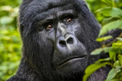 Track gorillas in bwindi, cruise the kazinga channel, and spot wildlife in queen elizabeth national park. includes permits, local guide, and daily water. book now.