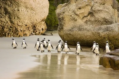 Descubre la costa de ciudad del cabo, visita el colorido bo-kaap y conoce a los pingüinos africanos en boulders beach. incluye entradas, agua embotellada y guía local con recogida.
