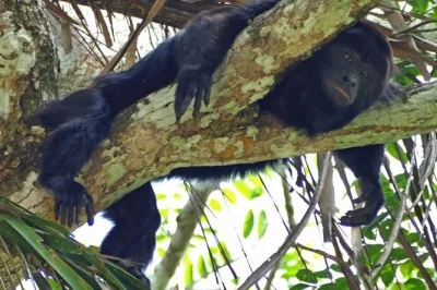Descubre monos aulladores, manatíes, tucanes y más en un tour por monkey river desde placencia. paseo guiado por el río, fauna, cultura local y almuerzo beliceño incluido.