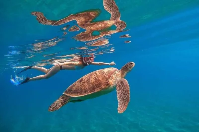 Swim with sea turtles and tropical fish on a waikiki snorkeling cruise. includes snorkel gear, snacks, drinks, and a 20-foot deck jump. local crew onboard.