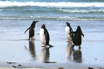 See gentoo penguins at berthas beach near stanley, falkland islands. small group tour with local guide, port pickup, snacks, and bottled water included.