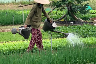 Entdecke das tra que Öko-dorf bei hoi an mit kochkurs, korbbootfahrt und wasserbüffel-tour. inkl. privatem transfer und mittagessen.