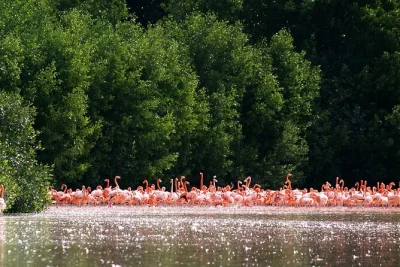 Veja flamingos nos manguezais selvagens de celestún, deslize de barco com guia local e saboreie frutos do mar típicos do yucatán na praia. inclui transporte privativo e almoço.