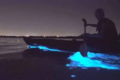Explora las aguas brillantes de auckland de noche con un guía local. descubre el plankton bioluminiscente que ilumina cada remada. incluye kayak, remo y chaleco salvavidas.