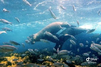 Plongez avec les otaries, tortues et requins autour de l’île santa fe aux galapagos. déjeuner à bord, matériel de snorkeling, combinaison et guide local inclus.