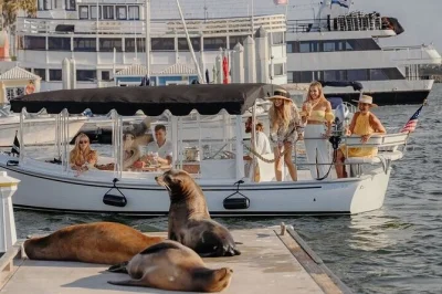 Relaxe em um passeio privado de barco elétrico em marina del rey, degustando vinho e petiscos enquanto observa leões marinhos. inclui guia local, vinho e lanches.