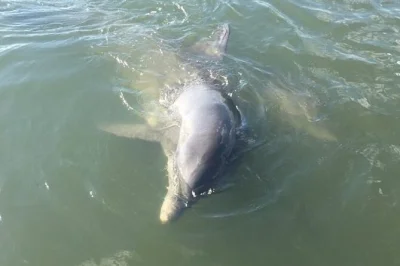 See wild dolphins near folly beach on a private charleston boat tour. includes local guide, cooler with bottled water, and all safety gear for your group.