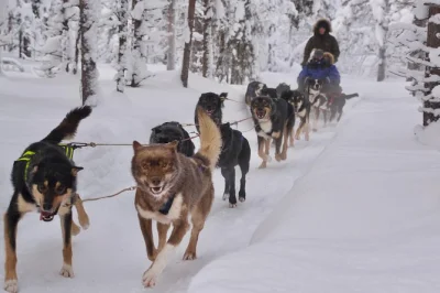 Ride a husky sled through lapland’s snowy trails with a local guide, enjoy a fireside coffee and cinnamon roll, and meet the dogs. includes pickup and snacks.