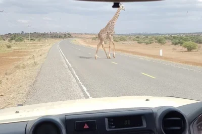Vivez un safari proche d’arusha avec un guide privé et prise en charge à l’hôtel. observez girafes, singes et bien plus. eau en bouteille et transferts inclus.