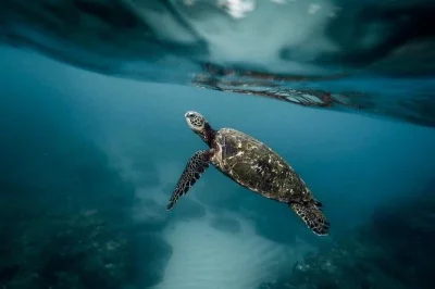 Swim with sardines at pescador island, spot turtles in moalboal, and go canyoneering at kawasan falls. includes local guide, private boat, and lunch after adventure.