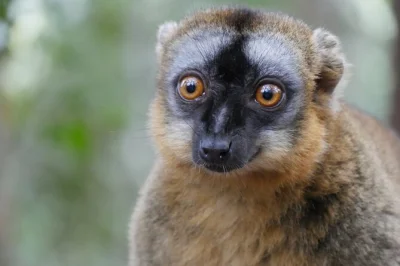 See madagascar’s famous lemurs up close on a private half-day tour from antananarivo. includes hotel pickup, air-conditioned car, and expert local guide.