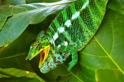 Hike madagascar’s nosy komba with a local guide, meet black lemurs, taste wild fruits, and visit jungle villages. includes lunch, snacks, and sim card.