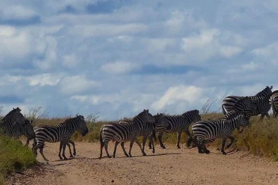 Vivi un safari nel parco nazionale tarangire con guida da arusha. ammira elefanti, baobab e fauna selvatica con pranzo e trasferimento inclusi.