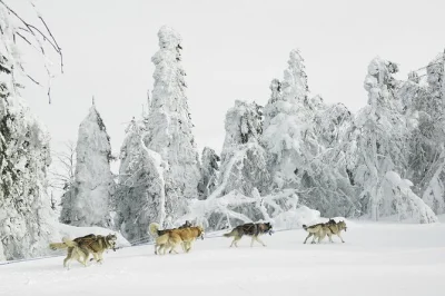 Ride your own husky sled through swedish forests, meet the dogs, and share a homemade stew by the fire. includes winter clothing, guide, and warm meal.