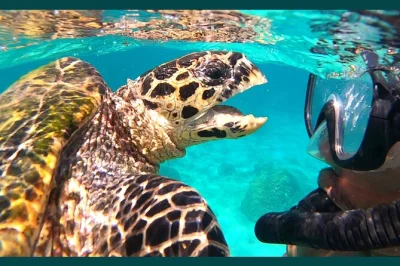 Swim with turtles, snorkel vibrant reefs, and hike jungle trails on a private nosy tanikely day trip from nosy be. includes malagasy lunch, guide & drinks.