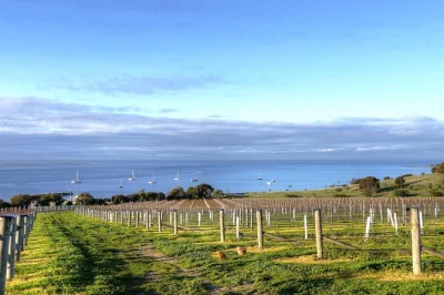 Assaggia miele, vino, gin e scones alla lavanda a kangaroo island con una guida locale. include il trasferimento da penneshaw, riservato ai passeggeri delle navi da crociera.