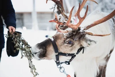 Meet reindeer herders, ride with alaskan huskies, and drive a snowmobile through arctic forests near rovaniemi. includes city pickup, warm gear, and snacks.