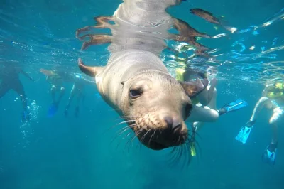 Fai snorkeling con gli squalo balena e i leoni marini a la paz, poi rilassati a playa balandra con ceviche fresco e bevande fredde. attrezzatura, pranzo e guida locale inclusi.
