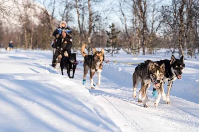 Drive your own husky sled near tromsø with a local guide, thermal gear, and transfers included. experience arctic landscapes and meet friendly alaskan huskies.