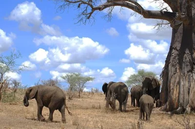 Vivez la magie des éléphants de tarangire et la faune du cratère de ngorongoro lors d’un safari guidé depuis moshi. repas, transport privé et nuits en camp inclus.