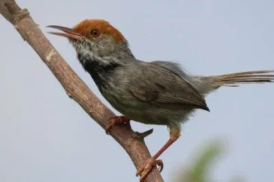 Discover phnom penh’s wetlands on a guided birding tour. spot rare species, cross the mekong by ferry, and enjoy breakfast with lake views. includes pickup.