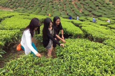 Escapa de kuala lumpur con una excursión privada de un día a cameron highlands. visita plantaciones de té, cascadas, granjas de abejas y fresas, y conoce tribus locales. ¡reserva ya!