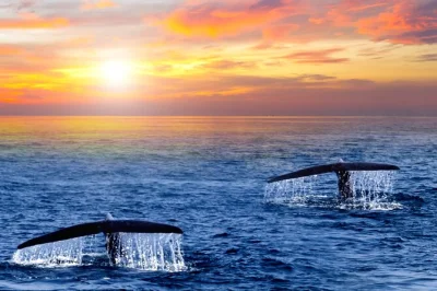 Vivi l’emozione dell’avvistamento balene all’alba a san jose del cabo con guida locale, caffè e biscotti a bordo e foto gratuite. partenza presto, rientro prima delle 9.