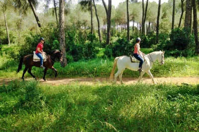 Scopri la campagna di siviglia a cavallo, incontra i cavalli andalusi in una fattoria di famiglia e percorri sentieri nel bosco con una guida locale. include trasferimento e caschi.