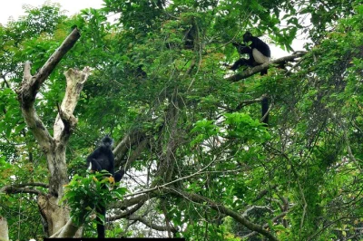 Entdecke den cuc phuong nationalpark bei einem geführten tagesausflug ab ninh binh. begegne seltenen affen, wandere durch uralte wälder, erkunde höhlen und genieße ein mittagessen mit abholung ink