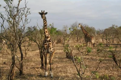 Vivi un safari di 3 giorni nel parco nazionale di mikumi partendo da dar es salaam. incontra la fauna, gusta piatti locali e viaggia con una guida esperta. include trasferimento e colazione.