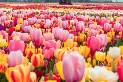 Scopri i campi di tulipani vicino ad amsterdam, visita i giardini di keukenhof, esplora i mulini a vento di zaanse schans e assaggia il formaggio olandese con guida locale e pickup privato.