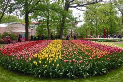Scopri mulini a vento, giardini di tulipani e formaggi olandesi in un tour privato da amsterdam con guida locale, pranzo incluso e trasferimenti in hotel.