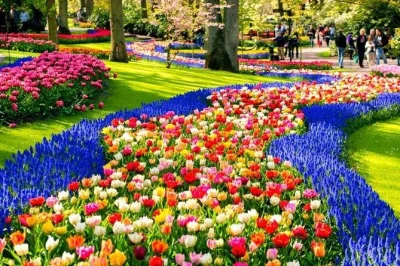 Scopri i campi di tulipani di keukenhof, i mulini a vento di zaanse schans e una fattoria di bulbi in un tour privato da amsterdam con ingresso salta fila e guida locale.
