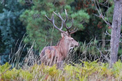 Scopri i boschi, i villaggi di ardesia e la fauna della serra da lousã con una guida locale. include pickup da lousã o coimbra, merenda mattutina e foto del tour.