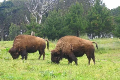 Découvrez golden gate park à san francisco, de haight à ocean beach, avec un guide local, des sentiers cachés, des rencontres animalières et des pauses gourmandes.