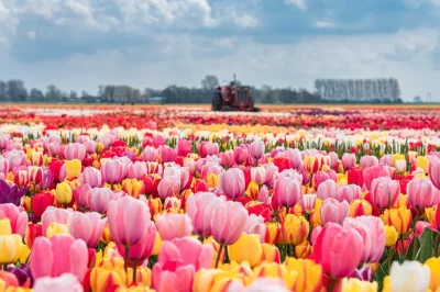 Scopri i colori dei giardini di keukenhof e i campi di tulipani olandesi con un tour privato da amsterdam, con pickup in hotel, ingresso salta fila e guida locale.