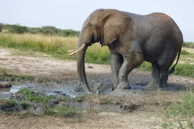 Experience a queen elizabeth national park safari with game drives, kazinga channel boat ride, and chimpanzee trekking—includes pickup and local guide.