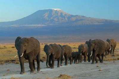 Découvrez le parc national d’amboseli depuis nairobi avec un guide local, observez les éléphants et le kilimandjaro, séjournez en lodge, transfert et repas inclus.