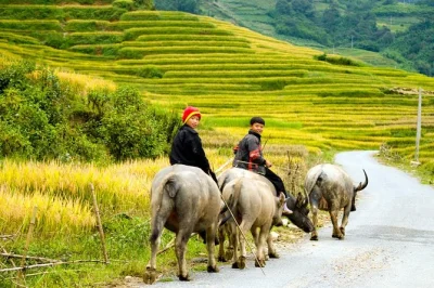 Experience sapa’s rice terraces, trek to hmong & giay villages, share meals with locals, and stay overnight in a family homestay. includes pickup & guide.