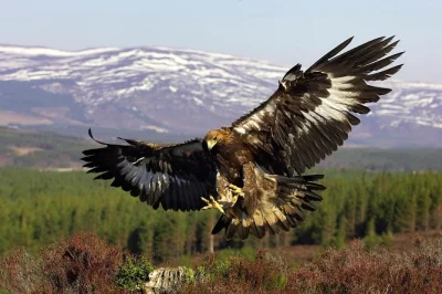 Feel the mountain air near almaty, watch a live falcon show, tour sunkar farm, and try horse riding. includes lunch, guide, and private transport.