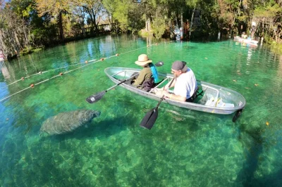 Découvrez la faune de crystal river en kayak transparent avec un guide local. observez lamantins, dauphins et oiseaux lors de cette sortie écolo avec tout le matériel fourni.