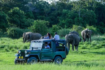 Experience wild elephants up close on a private udawalawe safari from hambantota port, with local guide, all entry fees, and return transport included.