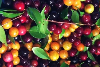 Explore st martin’s food scene with a local guide—taste creole breakfast, dutch cheese, homemade rum, and enjoy a french lunch. includes pickup and drinks.