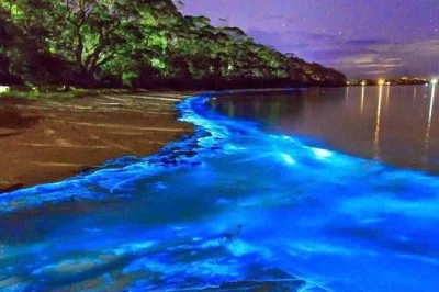 Descubre la laguna luminosa cerca de falmouth en jamaica con un guía local, transporte privado desde tu hotel y un baño nocturno entre bioluminiscencia natural.