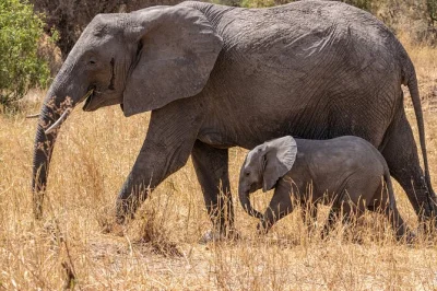 Vivi la natura selvaggia della tanzania con safari a tarangire, lago manyara e cratere di ngorongoro. include campeggio, guida locale, pasti e trasporto da arusha.