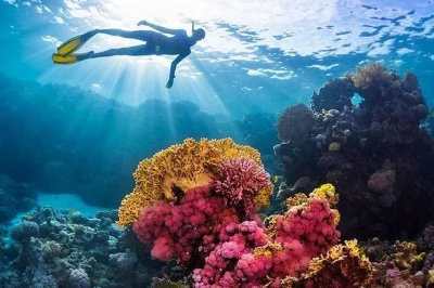 Nagez et faites du snorkeling à l'île giftun près de hurghada. comprend une croisière en yacht, déjeuner, équipement et transferts. explorez les récifs coralliens et détendez-vous sur des plag