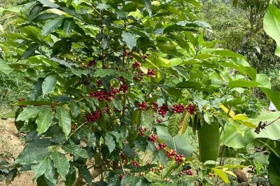 Scopri la ruta del caffè di huatulco, dal mare alle foreste di nebbia, degusta il pluma più pregiato, visita tre affascinanti paesi e viaggia con una guida locale. pickup incluso.
