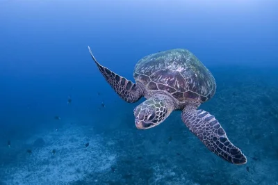 Scopri le immersioni a yakushima nei siti di isso con guida locale, attrezzatura completa e orari flessibili. vivi il legame unico tra foresta e mare dell’isola.